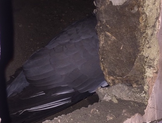 A pigeon that's stuck inside a chimney breast.