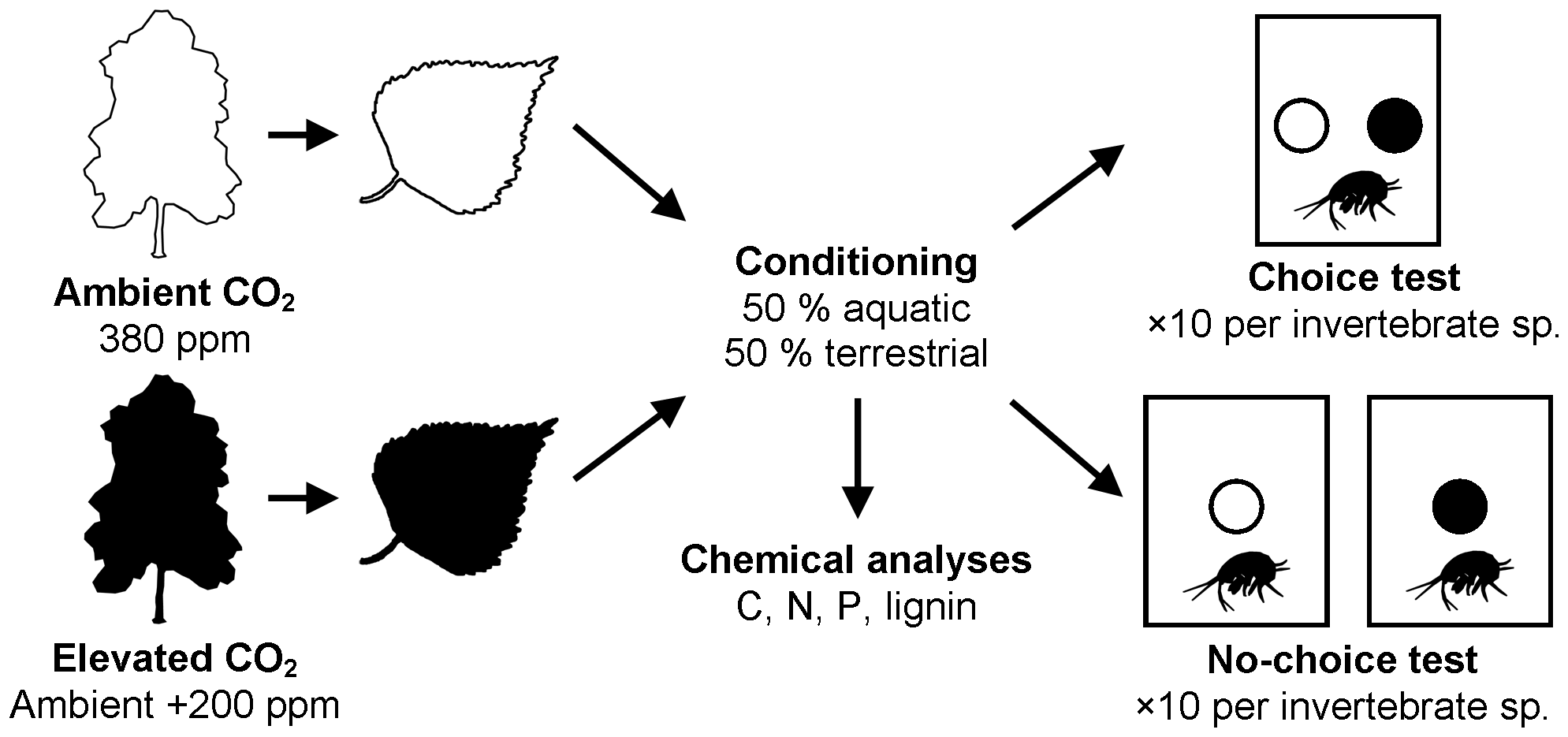 Design of an experiment showing trees growing under elevated CO2 and leaves being fed to invertebrates in choice tests.