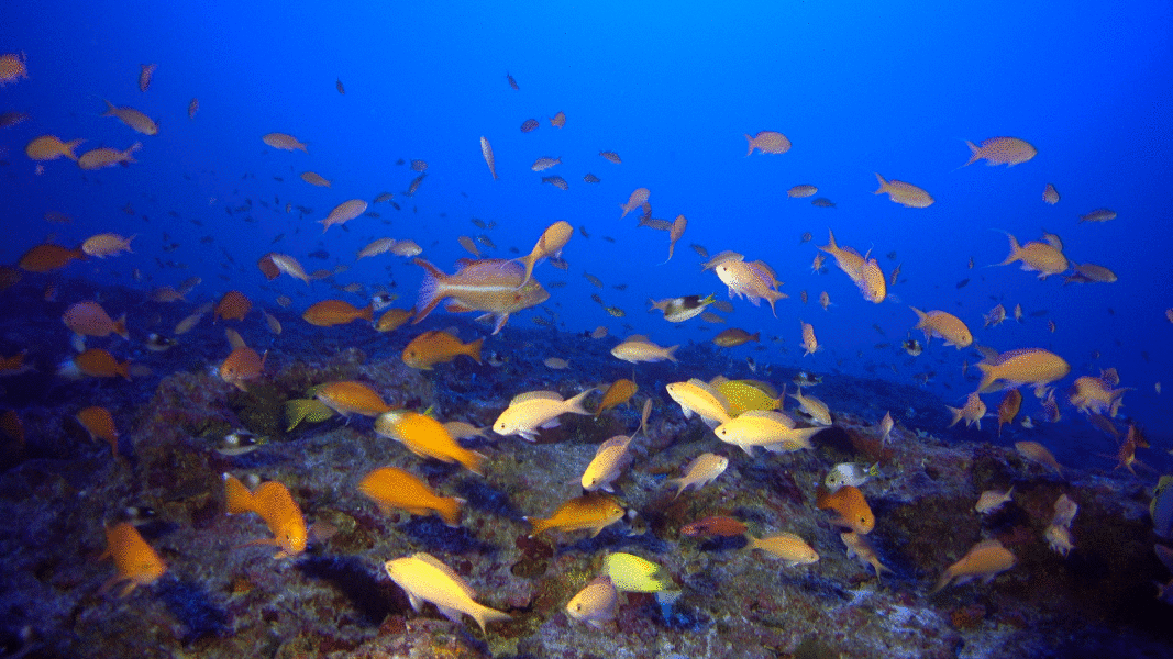 A photo of fish on a reef, animated to show it in full colour and then simplified colour.