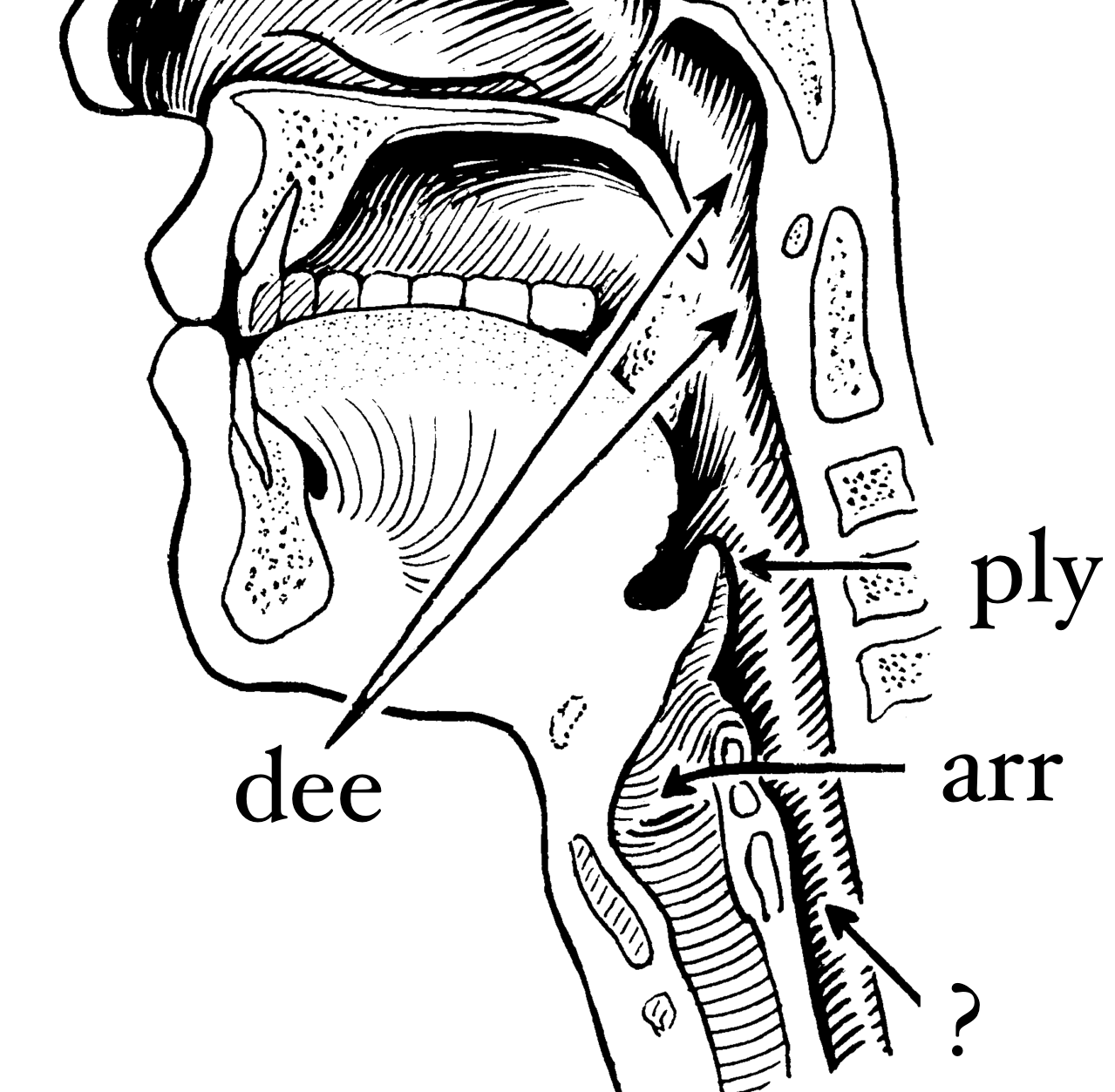 A line-drawing of a human larynx cross-section labelled with 'dee', 'ply', 'arr' and a question mark.