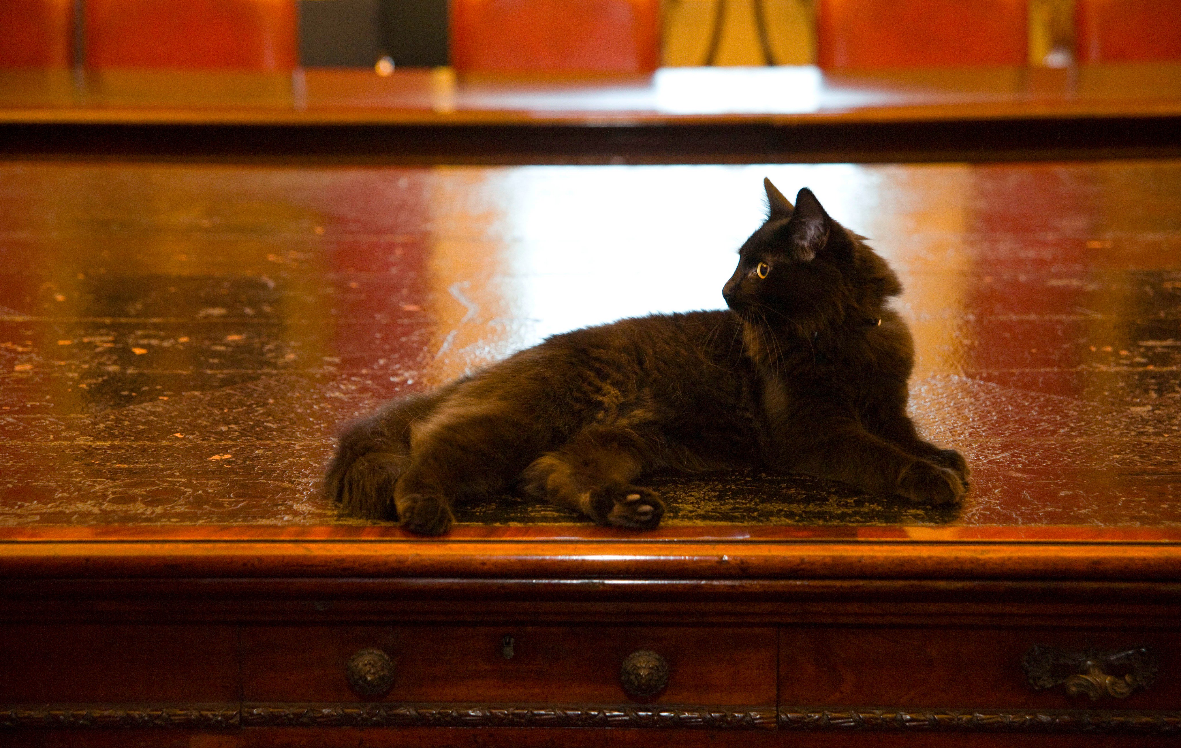 A black cat lounging across a large wooden table.