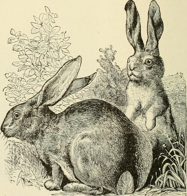 Line drawing of two hares, one of which is standing on its hind legs.
