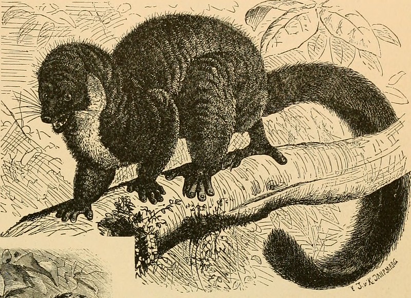 Line drawing of a lemur in a aggressive posture.